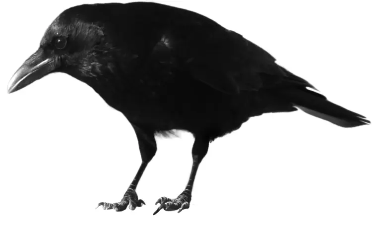 Black Crow Looking for Food