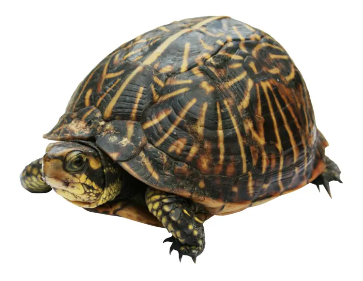 Patterned Turtle in Natural Habitat