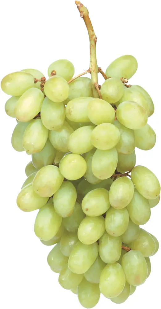 Green Grapes Bunch
