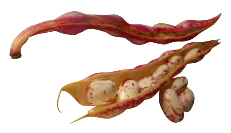 Red Bean Pods in Harvest Season