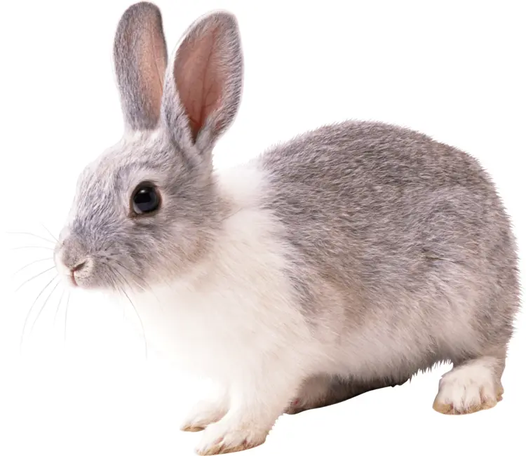 Cute Grey Rabbit