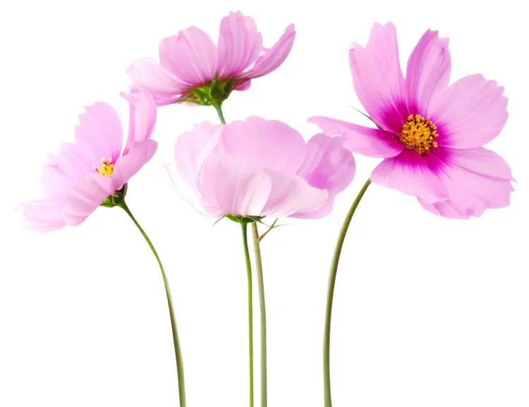 Delicate Pink Flowers in Bloom