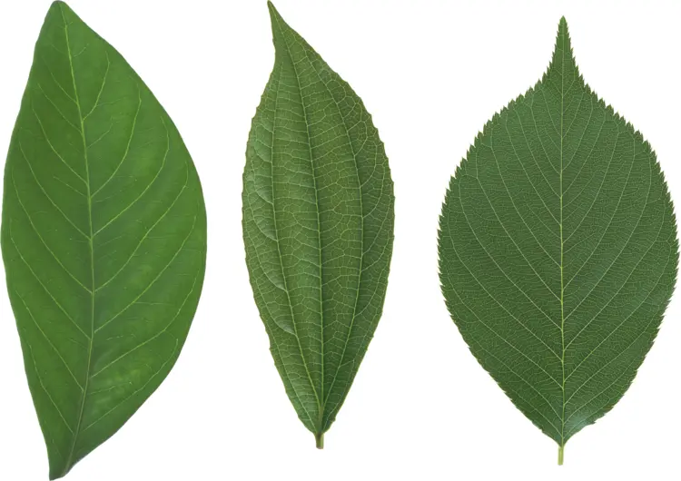 Three Different Green Leaves