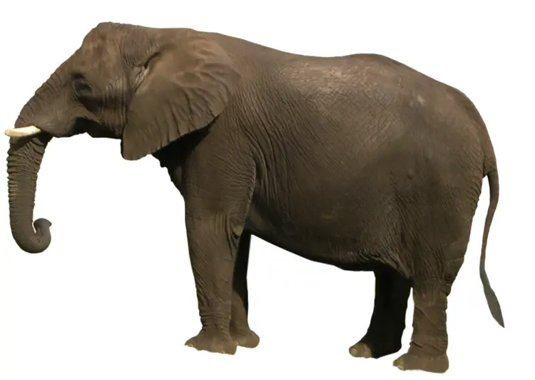 Large Elephant in Natural Habitat