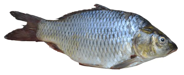 Silver Fish