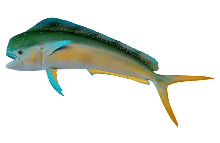 Colorful Fish with Long Fins