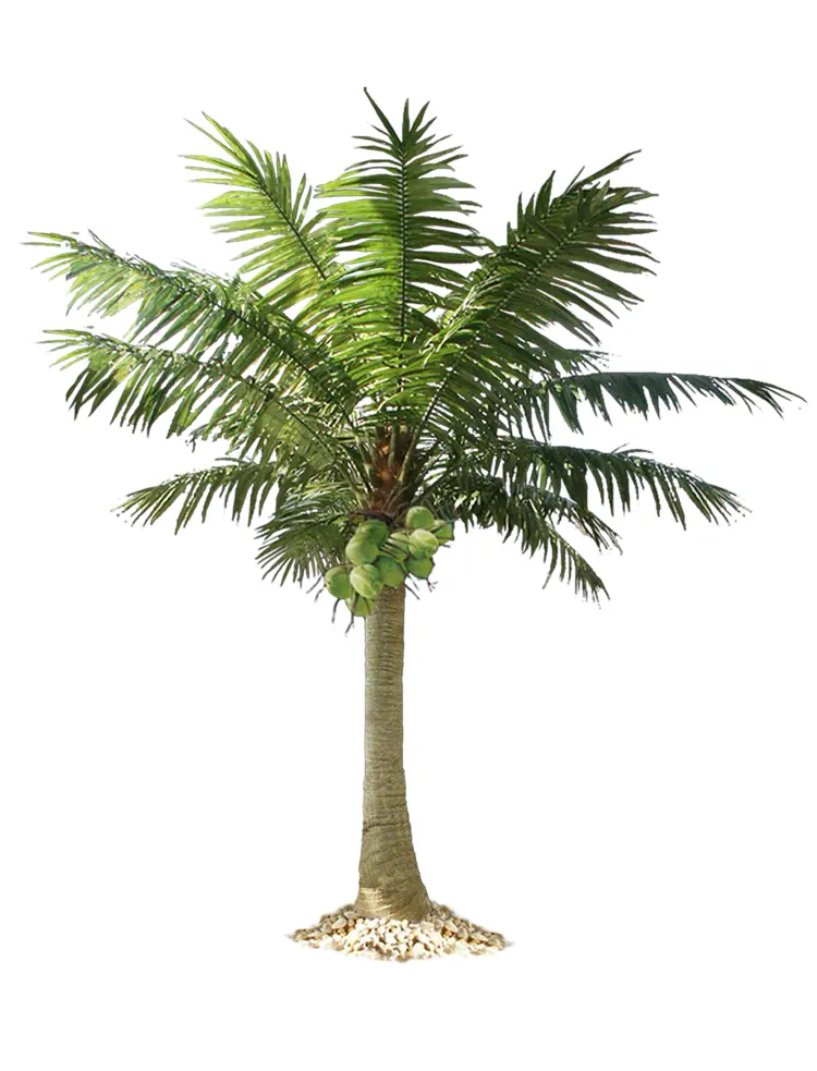 Palm Tree with Coconuts