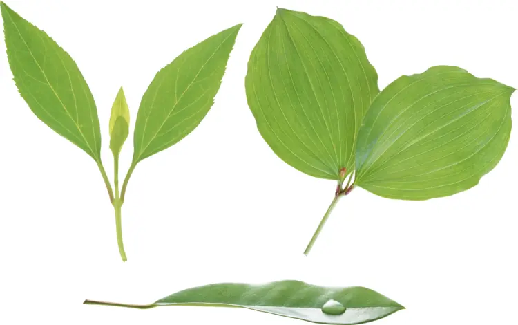 Different Types of Green Leaves