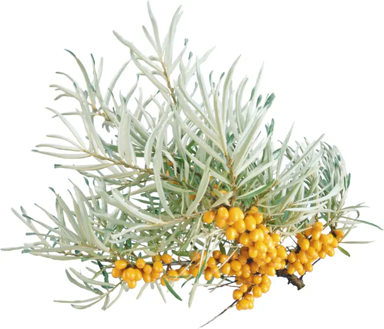 Sea Buckthorn Branch with Berries