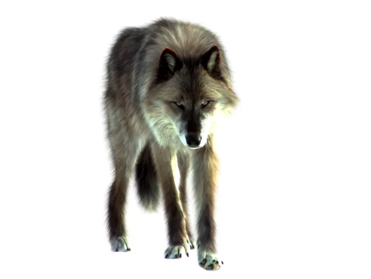 Wild Wolf in Nature