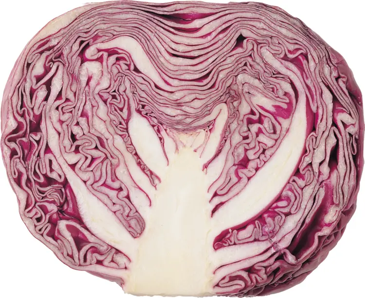 Fresh Red Cabbage