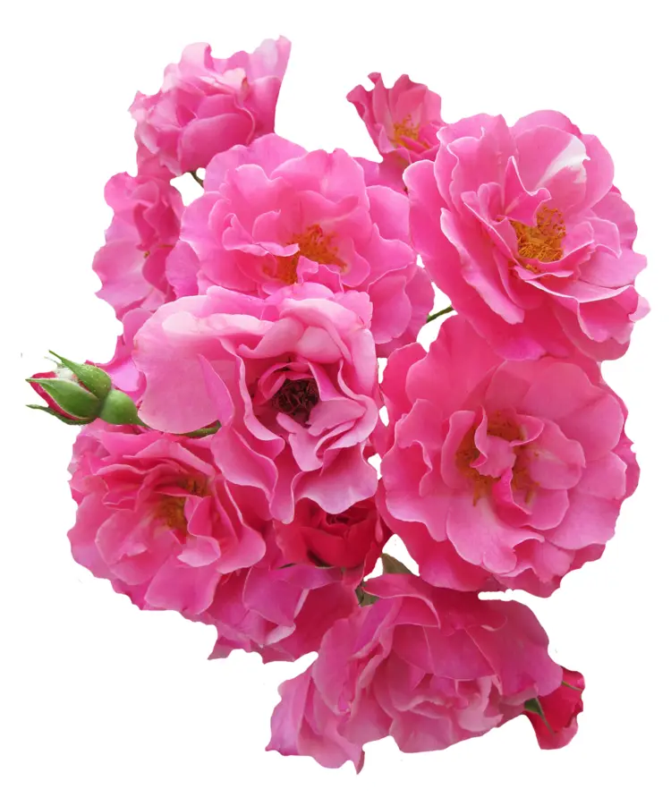 Cluster of Beautiful Pink Roses