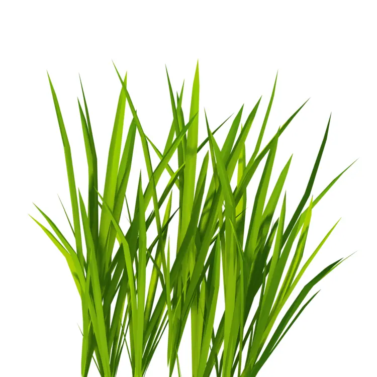 Lush Green Grass Illustration