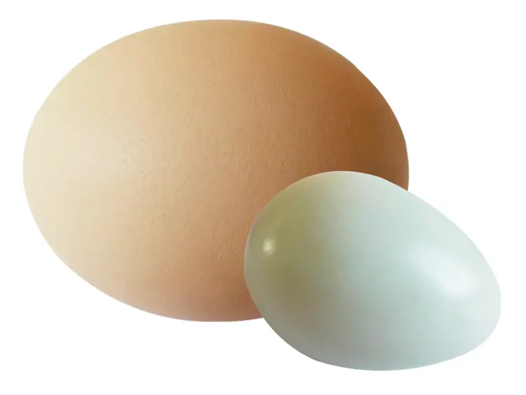 Brown and White Eggs