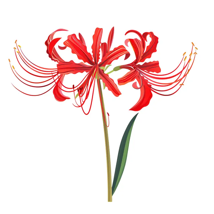 Red Spider Lily with Curved Petals