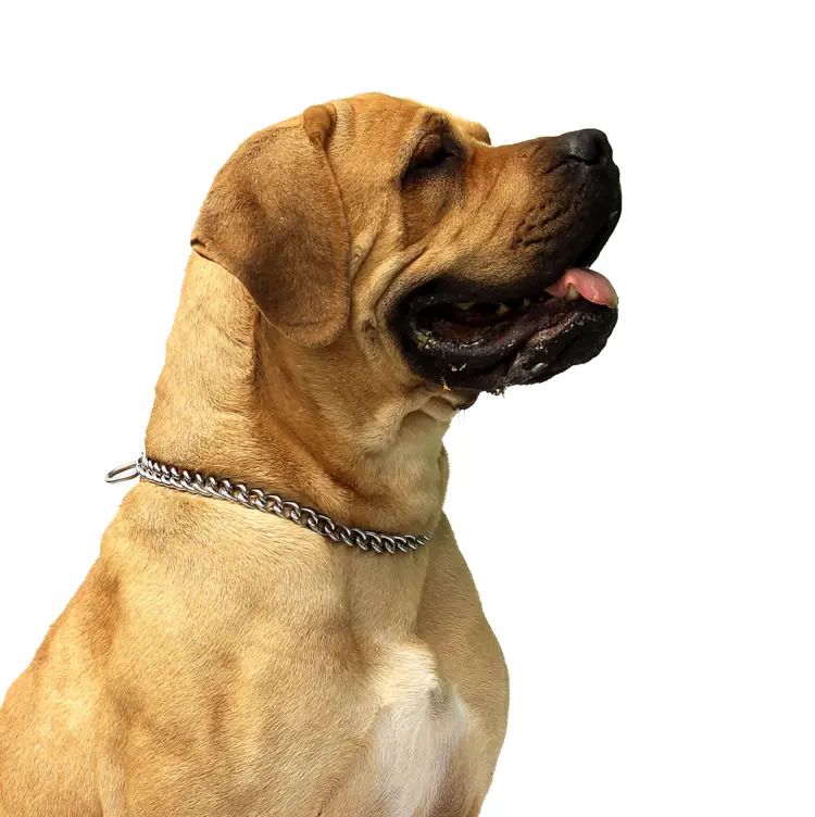 Cute Brown Dog