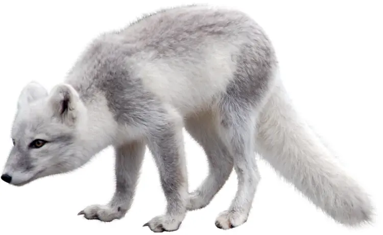 Gray Arctic Fox in Snow