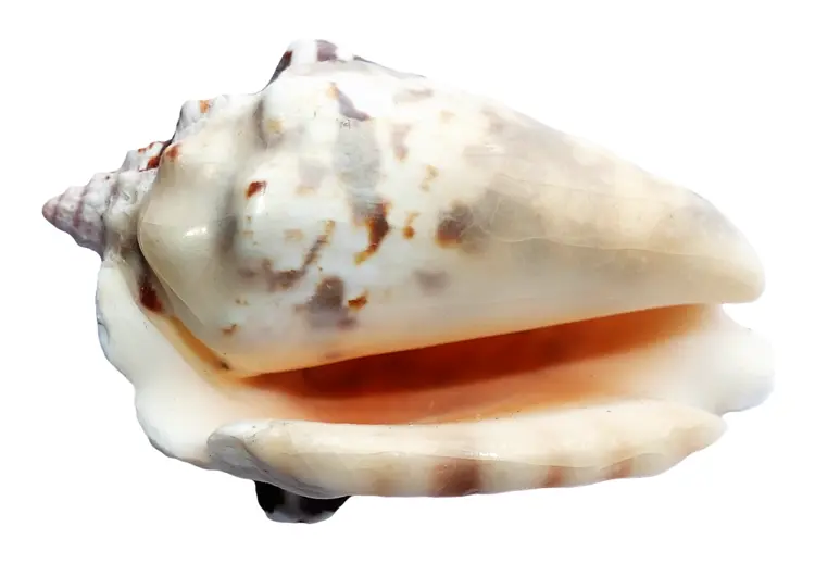 White Conch Shell from the Ocean