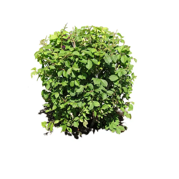 Leafy Green Bush in Sunlight