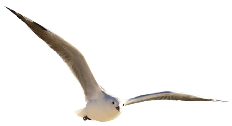 Soaring Seagull in Flight