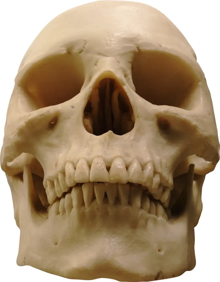 Human Skull Anatomy Illustration