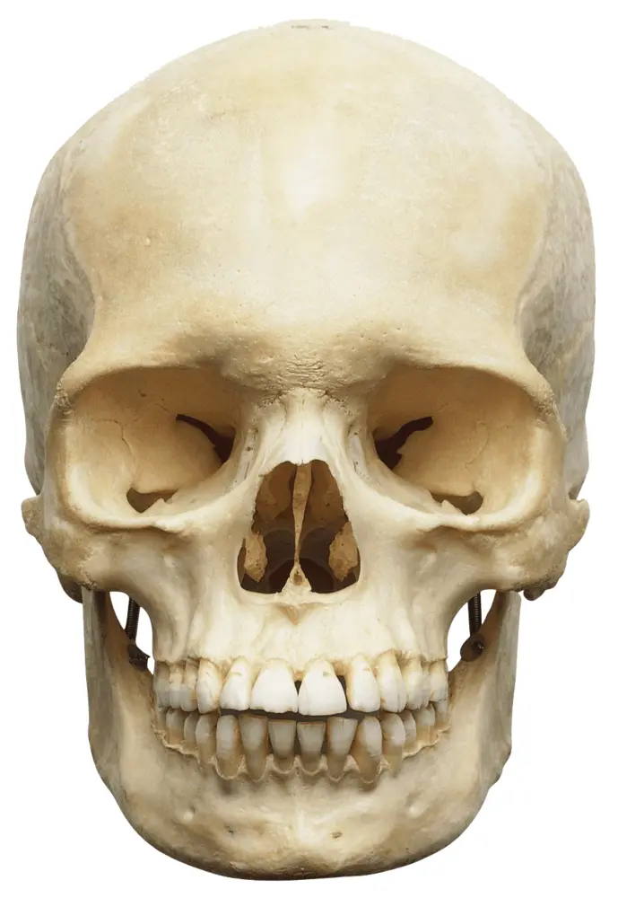 Human Skull Anatomy