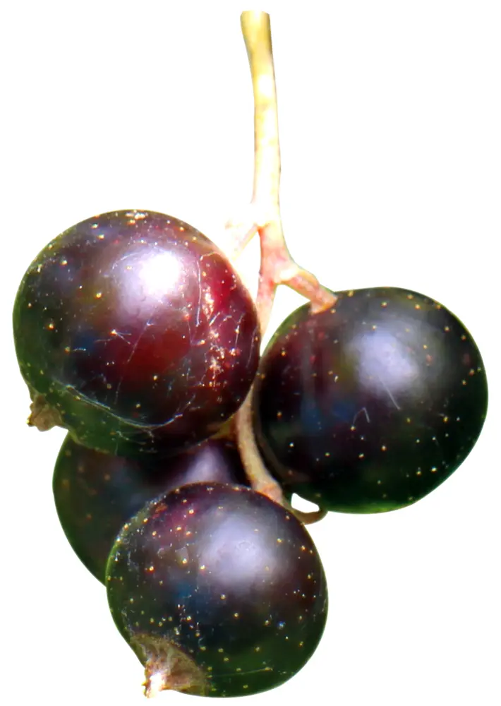 Juicy Black Currants Cluster