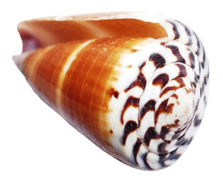 Beautiful Seashell from the Ocean