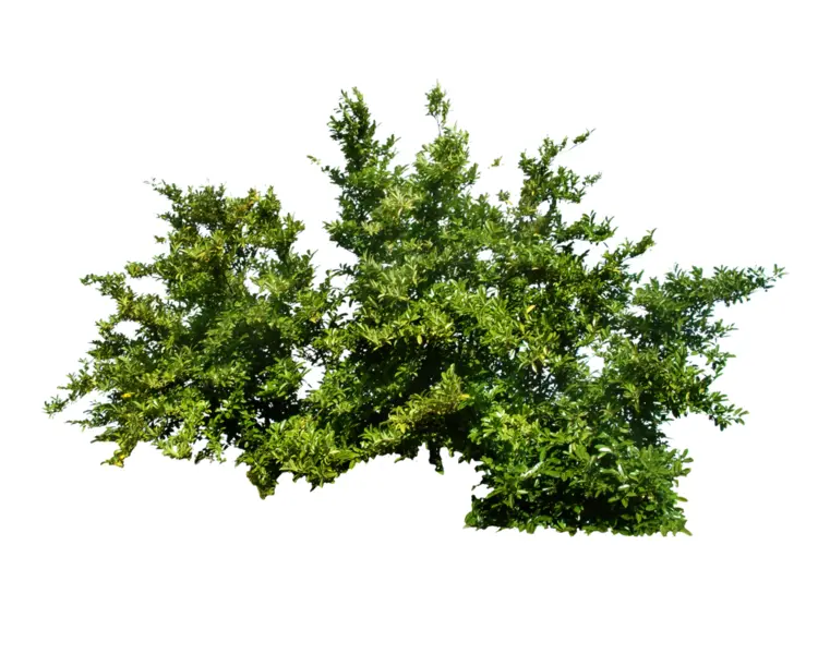 Green Shrub with Dense Foliage