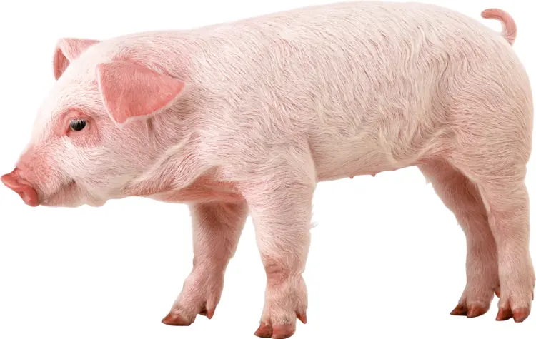 Cute Pink Piglet Side View