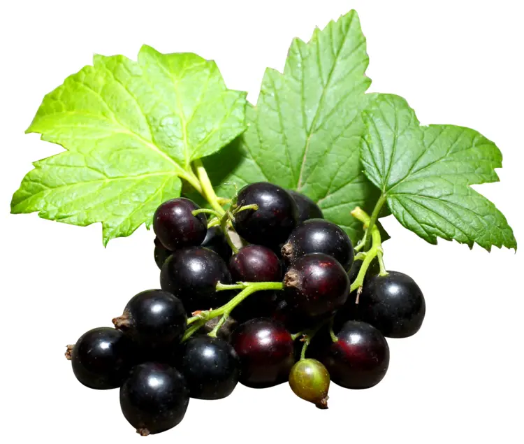 Fresh Blackcurrants with Leaves