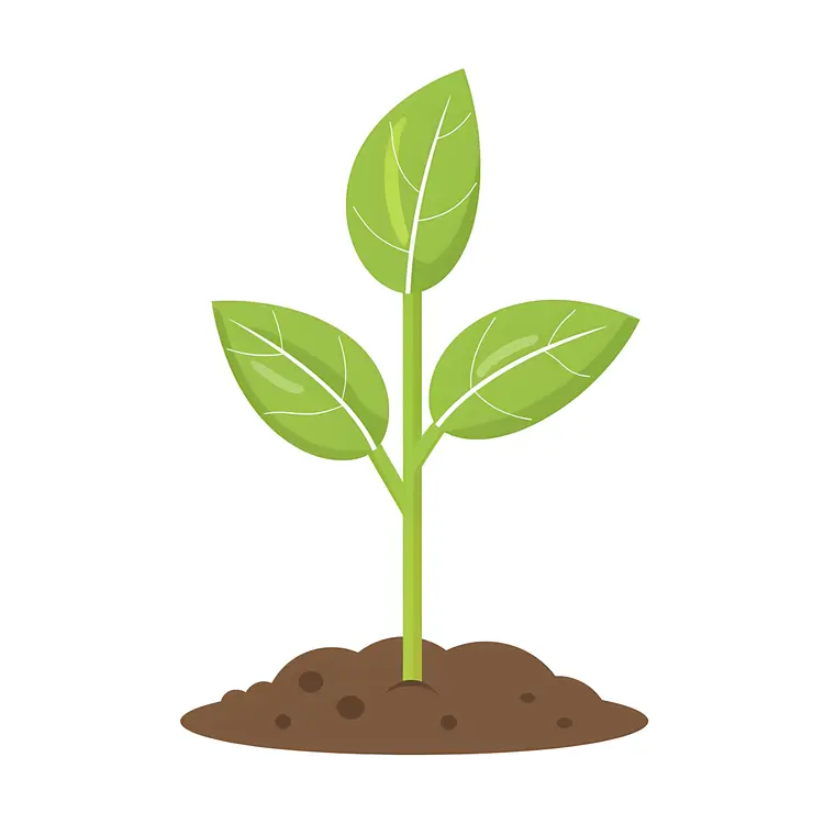 Young Plant
