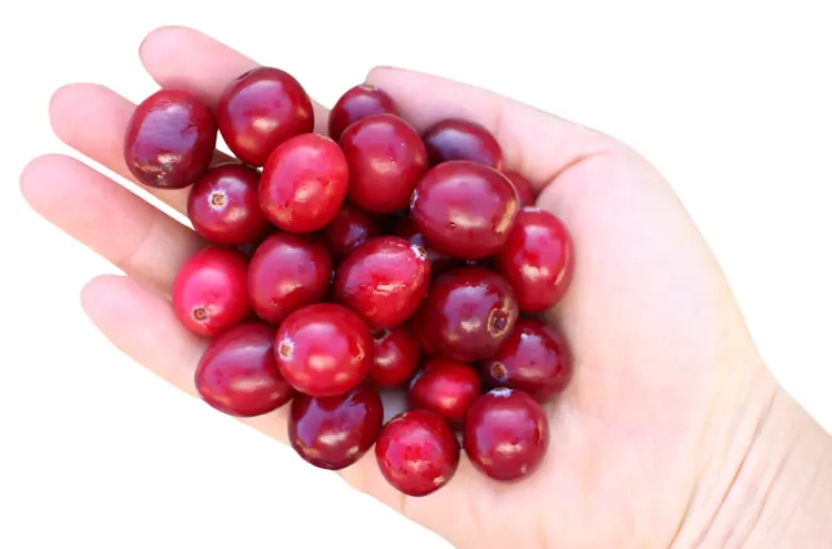Hand Holding Red Berries