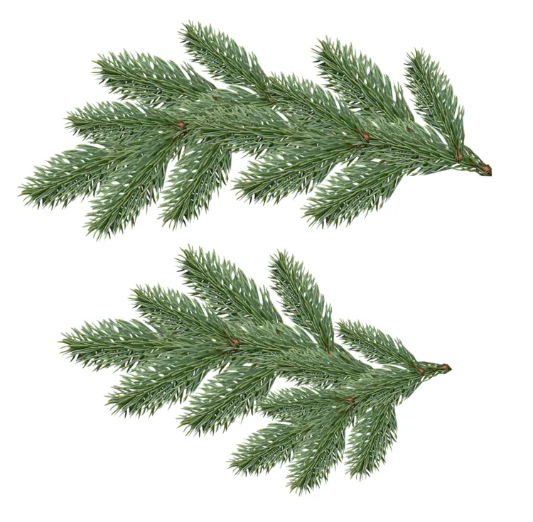 Green Pine Sprigs