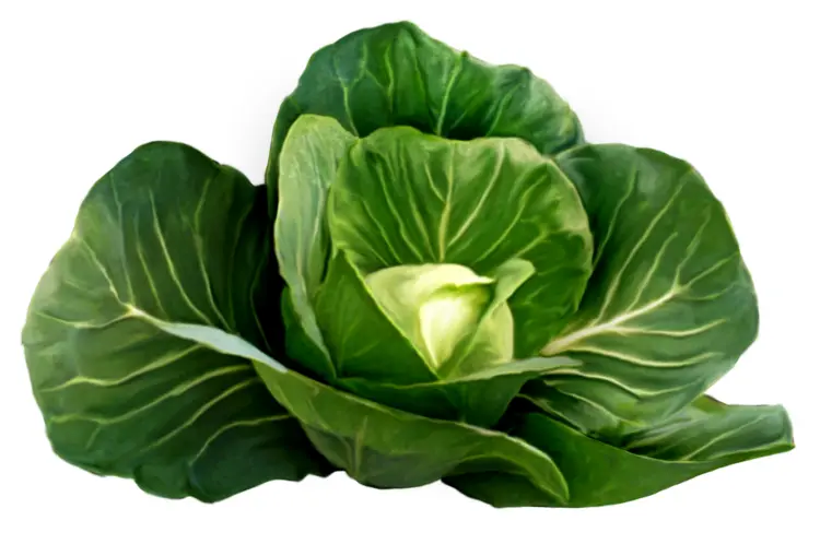 Fresh Green Cabbage