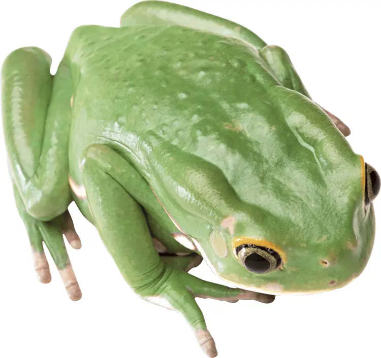 Green Frog in Nature