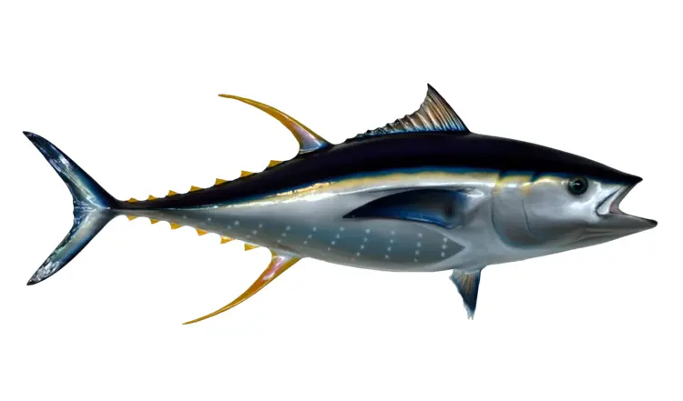 Tuna Fish in Marine Environment