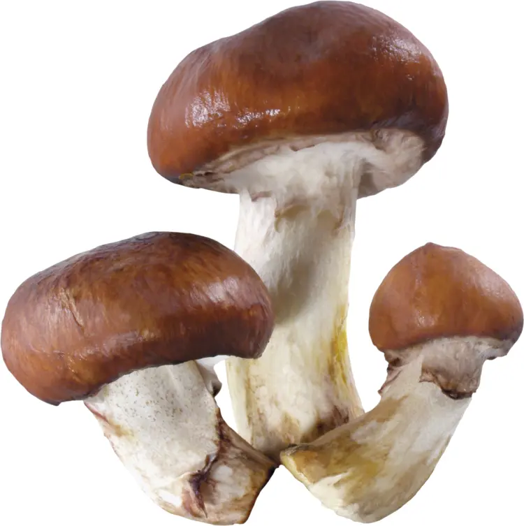 Brown Mushrooms for Cooking