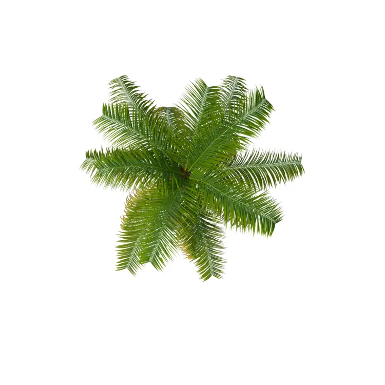 Top View of a Green Palm Tree