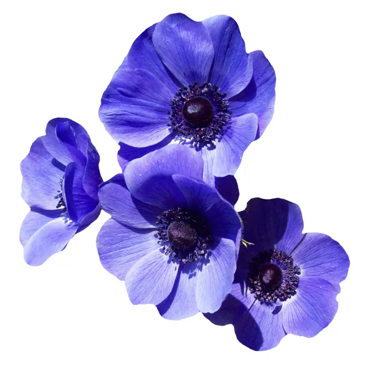 Beautiful Blue Flowers in Bloom