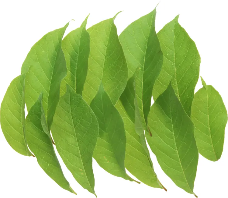 Cluster of Green Leaves in Nature
