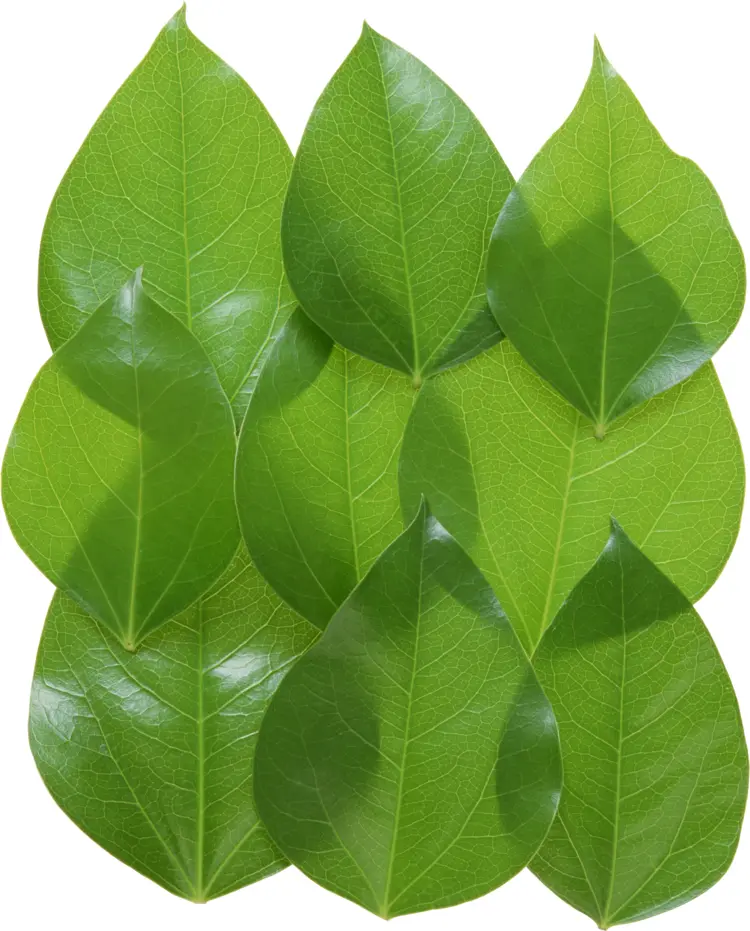 Green Leaves in Nature