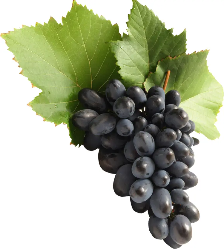 Black Grapes with Green Leaves