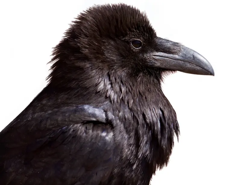 Close-up of a Black Crow