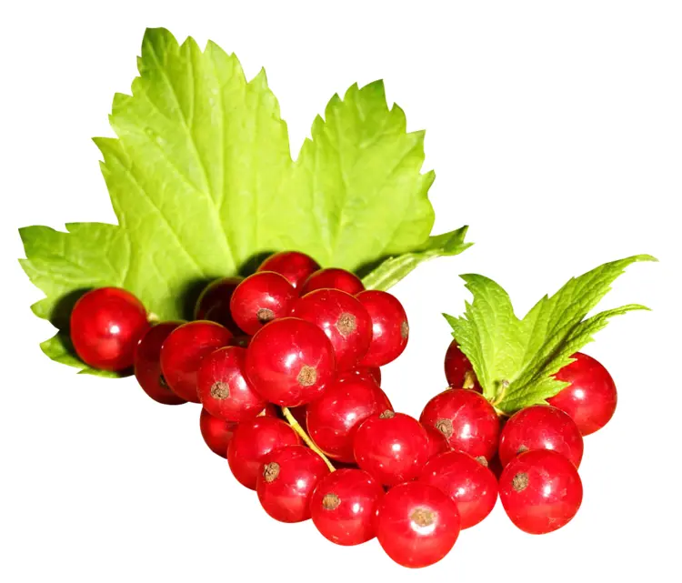 Cluster of Fresh Red Berries