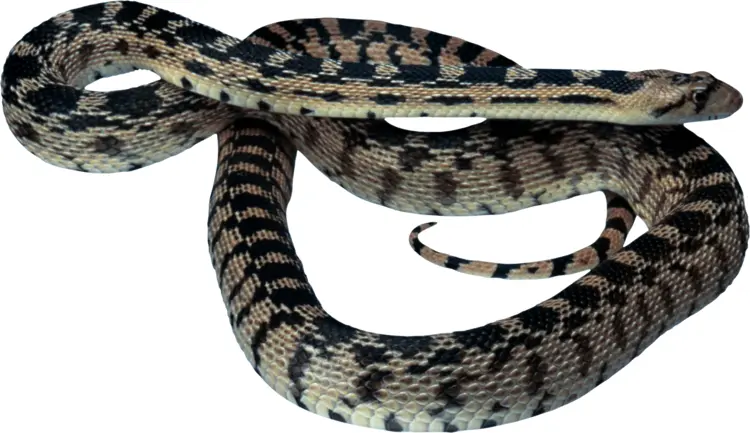 Black and White Snake Coiled