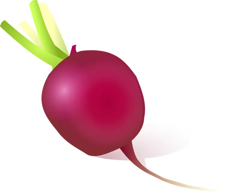 Red Beet with Green Stems