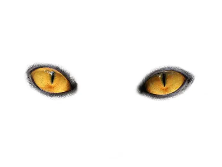 Yellow Cat Eyes Illustration