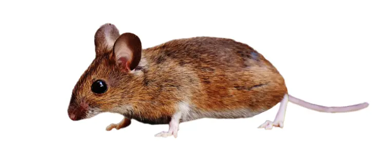 Small Brown Mouse with Whiskers