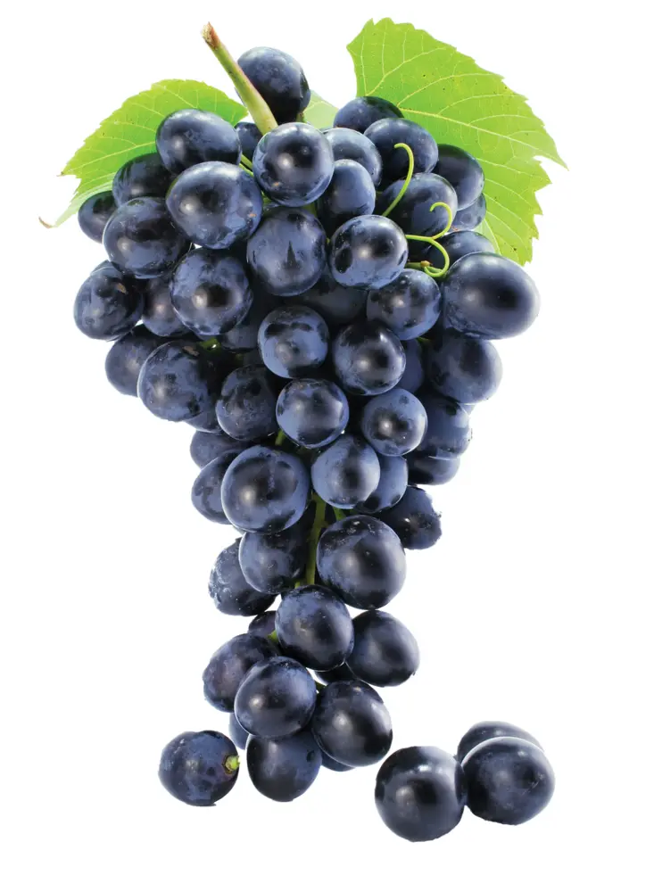 Bunch of Purple Grapes